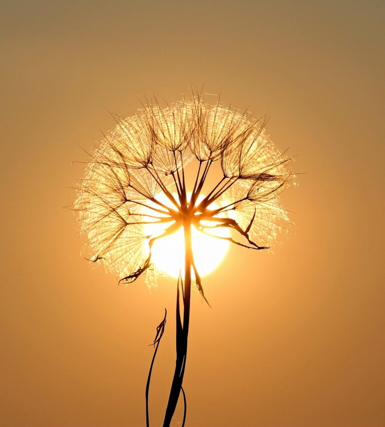 dandelion, sun, nature, backlighting, flower background, silhouette, flower, seeds, orange sun, beautiful flowers, flower wallpaper, sunset, dusk, twilight, orange sky